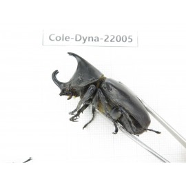 Xylotrupes gideon. China, Yunnan, Chuxiong, Shuangbai county. 1P. Cole-Dyna-22005.