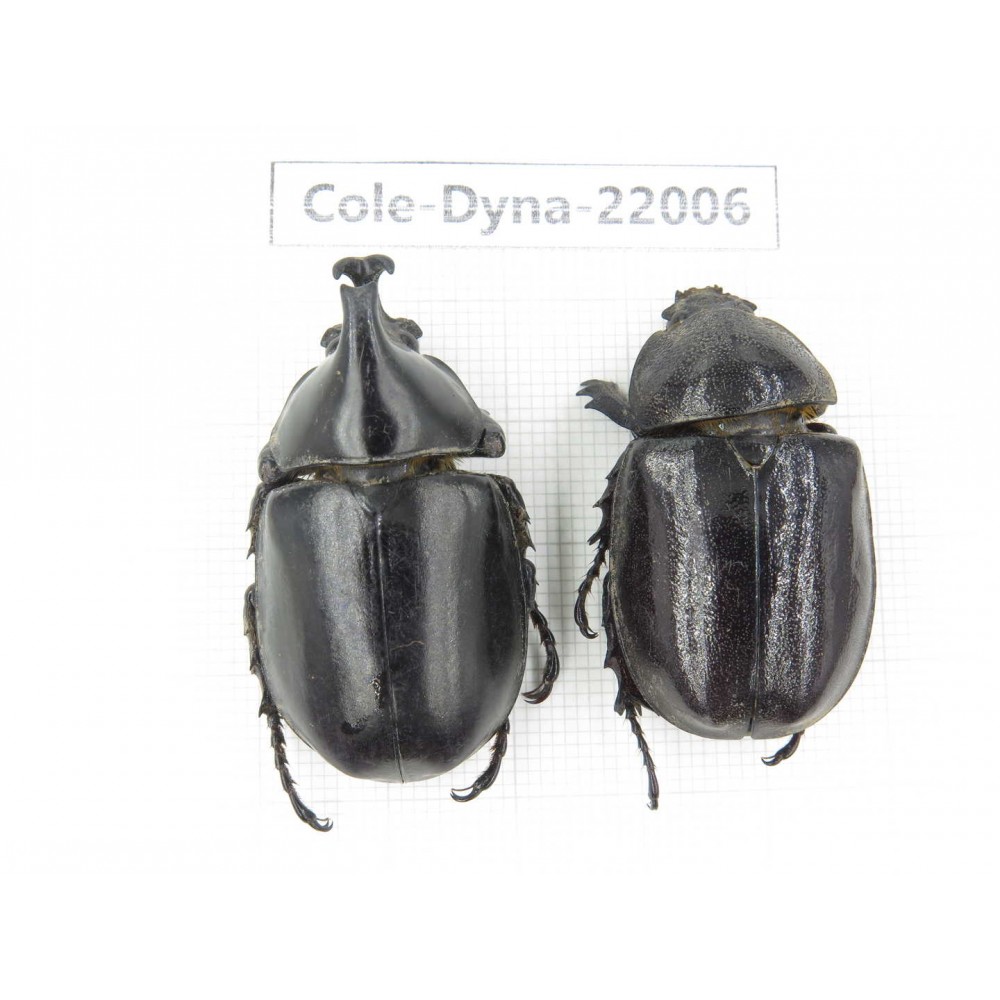 Xylotrupes gideon. China, Yunnan, Chuxiong, Shuangbai county. 1P. Cole-Dyna-22006.