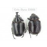 Xylotrupes gideon. China, Yunnan, Chuxiong, Shuangbai county. 1P. Cole-Dyna-22006.