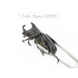 Xylotrupes gideon. China, Yunnan, Chuxiong, Shuangbai county. 1P. Cole-Dyna-22006.