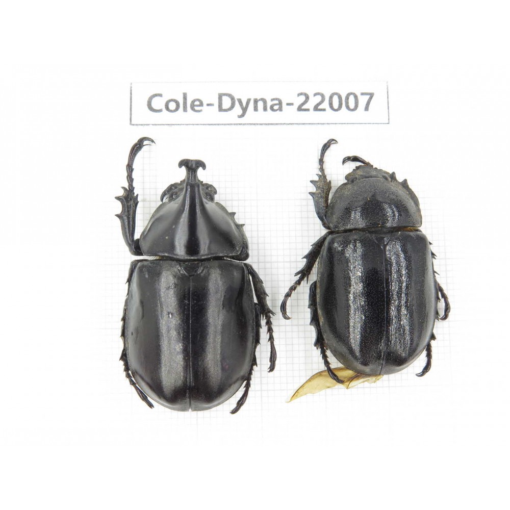 Xylotrupes gideon. China, Yunnan, Chuxiong, Shuangbai county. 1P. Cole-Dyna-22007.