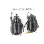 Xylotrupes gideon. China, Yunnan, Chuxiong, Shuangbai county. 1P. Cole-Dyna-22007.