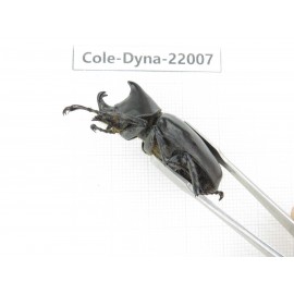 Xylotrupes gideon. China, Yunnan, Chuxiong, Shuangbai county. 1P. Cole-Dyna-22007.