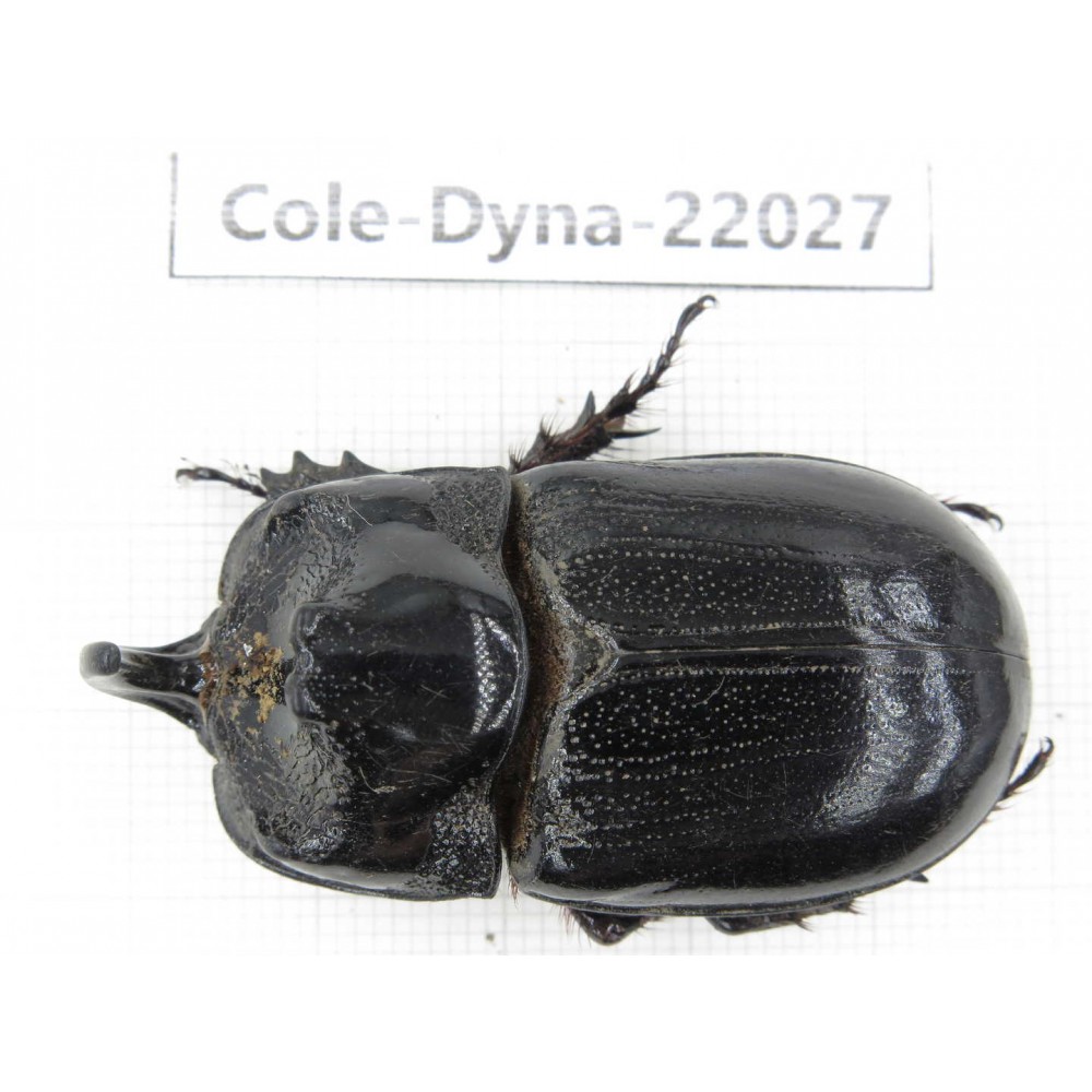 Trichogomphus mongol. China, Yunnan, Honghe, Pingbian county. 1M. Cole-Dyna-22027.