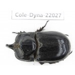 Trichogomphus mongol. China, Yunnan, Honghe, Pingbian county. 1M. Cole-Dyna-22027.
