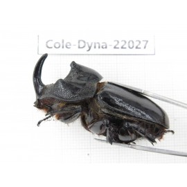 Trichogomphus mongol. China, Yunnan, Honghe, Pingbian county. 1M. Cole-Dyna-22027.