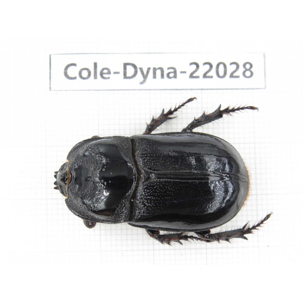 Xylotrupes gideon. China, Yunnan, Chuxiong, Shuangbai county. 1P. Cole-Dyna-22008.