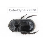 Xylotrupes gideon. China, Yunnan, Chuxiong, Shuangbai county. 1P. Cole-Dyna-22008.