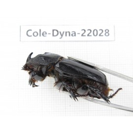 Trichogomphus mongol. China, Yunnan, Honghe, Pingbian county. 1M. Cole-Dyna-22028.