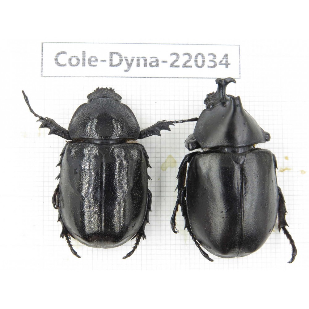 Xylotrupes gideon. China,  Yunnan, Nujiang, Fugong county. 1P. Cole-Dyna-22034.