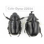 Xylotrupes gideon. China,  Yunnan, Nujiang, Fugong county. 1P. Cole-Dyna-22034.