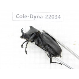 Xylotrupes gideon. China,  Yunnan, Nujiang, Fugong county. 1P. Cole-Dyna-22034.