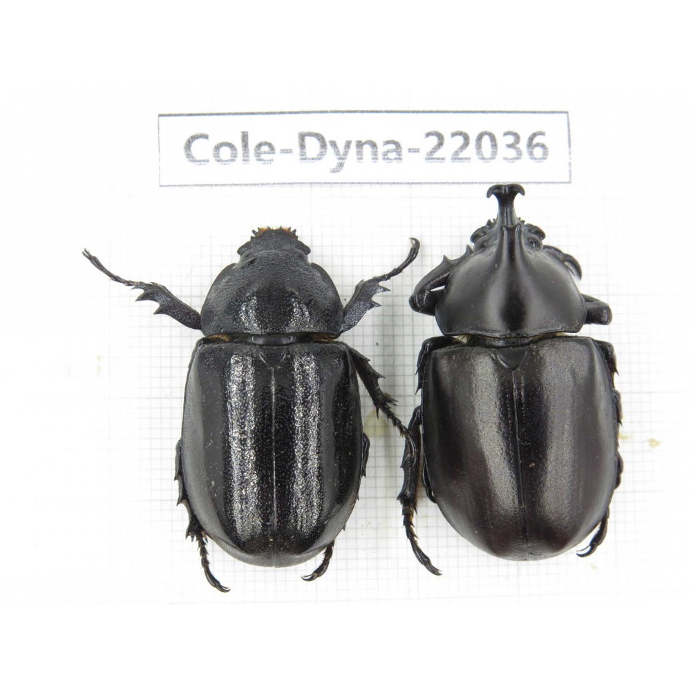 Xylotrupes gideon. China,  Yunnan, Nujiang, Fugong county. 1P. Cole-Dyna-22036.