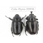 Xylotrupes gideon. China,  Yunnan, Nujiang, Fugong county. 1P. Cole-Dyna-22036.