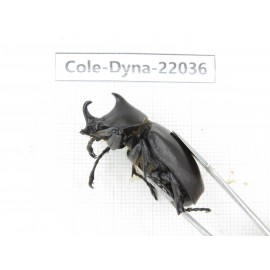 Xylotrupes gideon. China,  Yunnan, Nujiang, Fugong county. 1P. Cole-Dyna-22036.