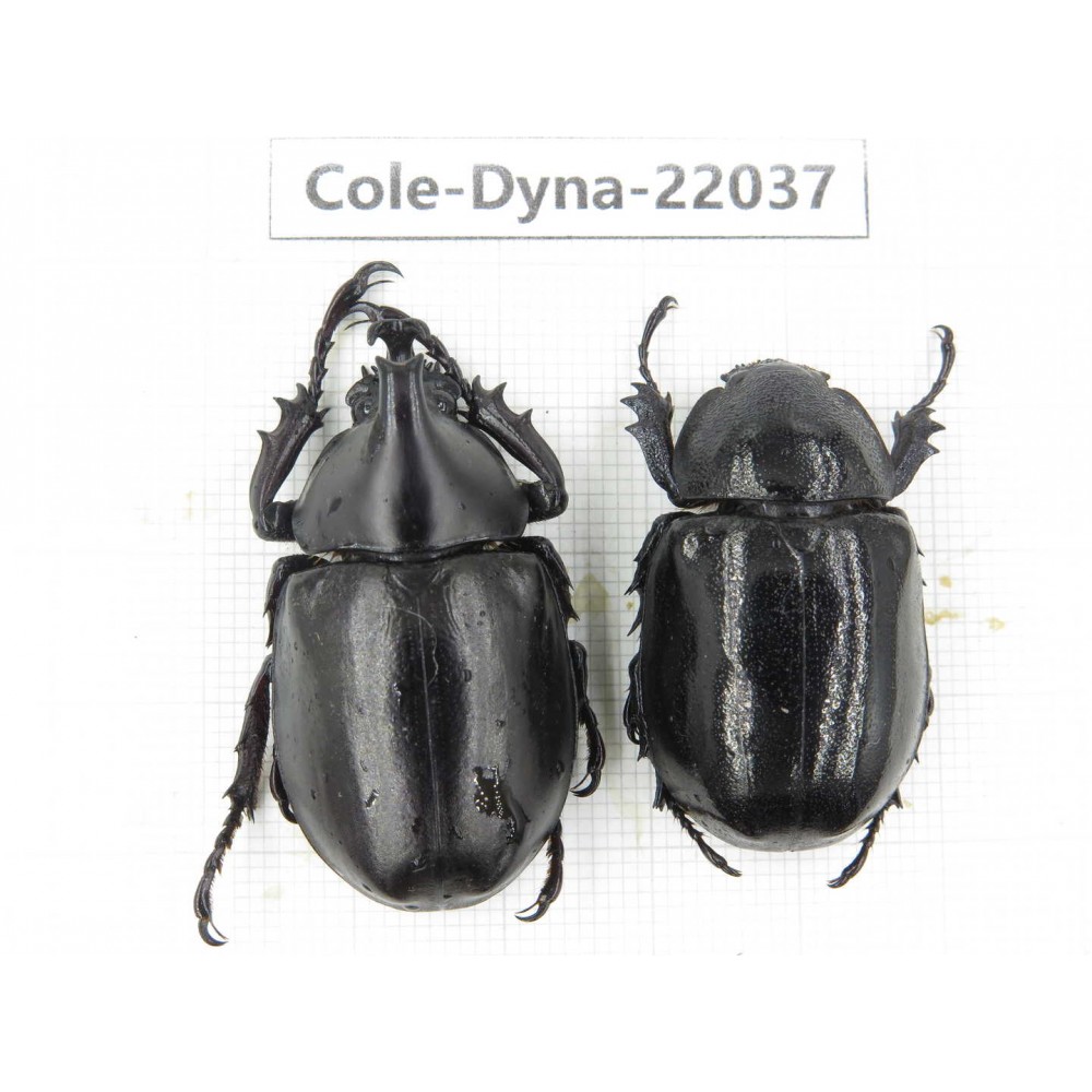 Xylotrupes gideon. China,  Yunnan, Nujiang, Fugong county. 1P. Cole-Dyna-22037.