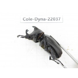 Xylotrupes gideon. China,  Yunnan, Nujiang, Fugong county. 1P. Cole-Dyna-22037.