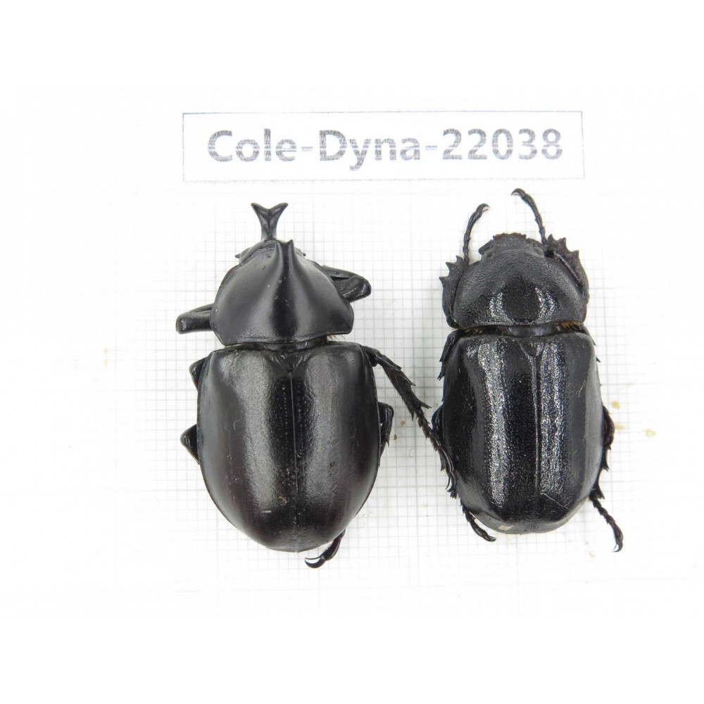 Xylotrupes gideon. China,  Yunnan, Nujiang, Fugong county. 1P. Cole-Dyna-22038.