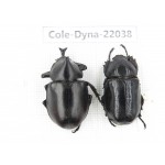 Xylotrupes gideon. China,  Yunnan, Nujiang, Fugong county. 1P. Cole-Dyna-22038.