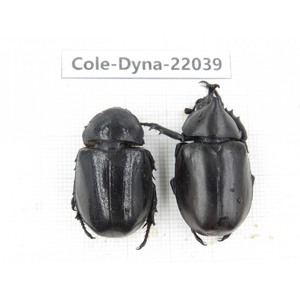 Xylotrupes gideon. China,  Yunnan, Nujiang, Fugong county. 1P. Cole-Dyna-22039.