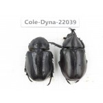 Xylotrupes gideon. China,  Yunnan, Nujiang, Fugong county. 1P. Cole-Dyna-22039.
