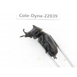 Xylotrupes gideon. China,  Yunnan, Nujiang, Fugong county. 1P. Cole-Dyna-22039.