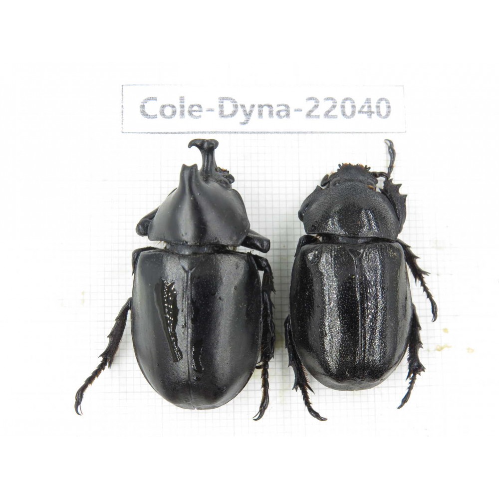 Xylotrupes gideon. China,  Yunnan, Nujiang, Fugong county. 1P. Cole-Dyna-22040.