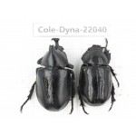 Xylotrupes gideon. China,  Yunnan, Nujiang, Fugong county. 1P. Cole-Dyna-22040.