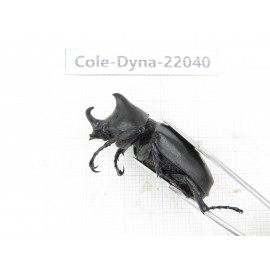 Xylotrupes gideon. China,  Yunnan, Nujiang, Fugong county. 1P. Cole-Dyna-22040.