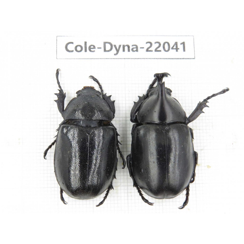 Xylotrupes gideon. China,  Yunnan, Nujiang, Fugong county. 1P. Cole-Dyna-22041.
