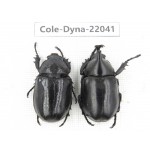 Xylotrupes gideon. China,  Yunnan, Nujiang, Fugong county. 1P. Cole-Dyna-22041.
