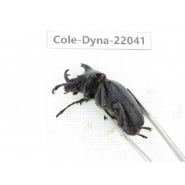 Xylotrupes gideon. China,  Yunnan, Nujiang, Fugong county. 1P. Cole-Dyna-22041.