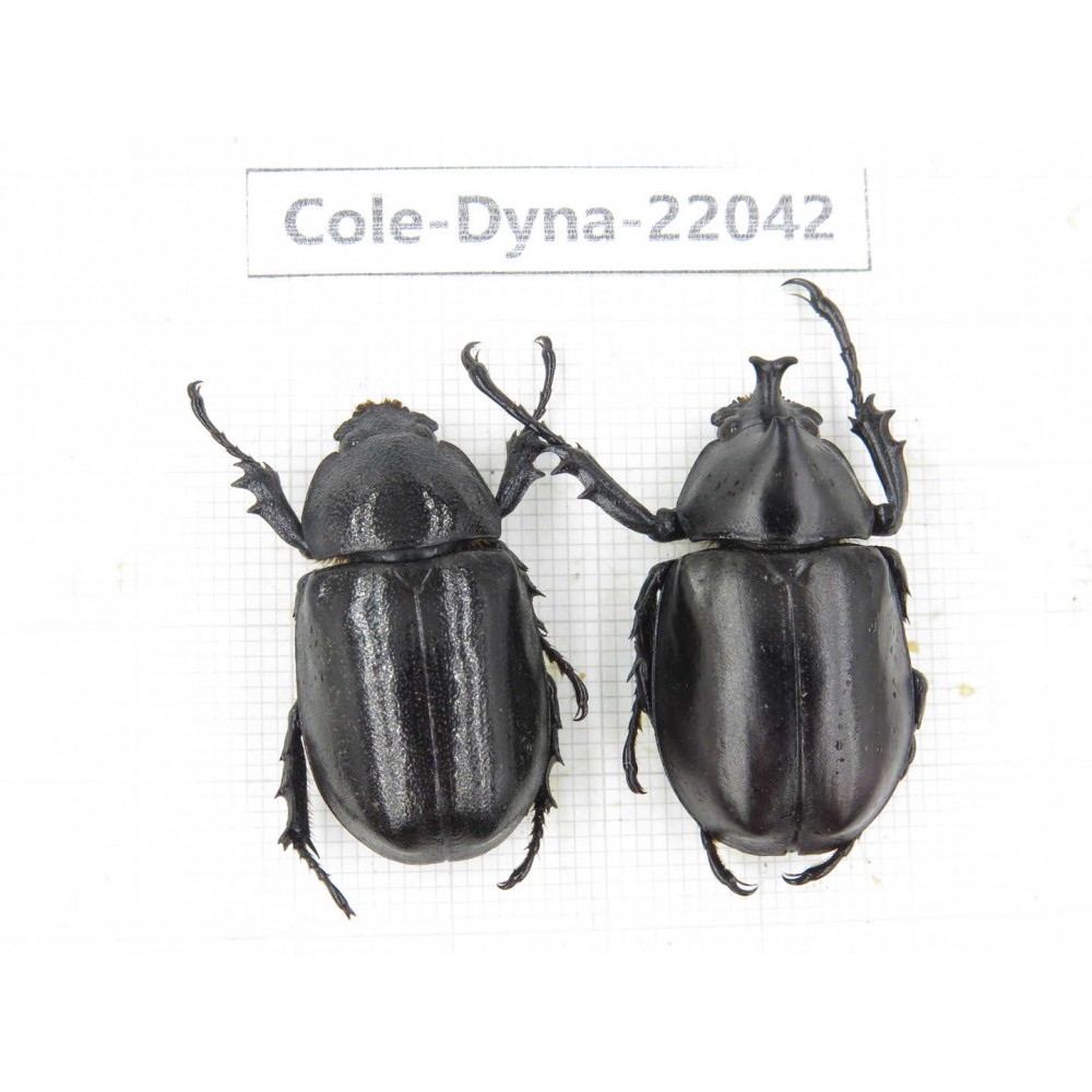 Xylotrupes gideon. China,  Yunnan, Nujiang, Fugong county. 1P. Cole-Dyna-22042.