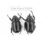 Xylotrupes gideon. China,  Yunnan, Nujiang, Fugong county. 1P. Cole-Dyna-22042.