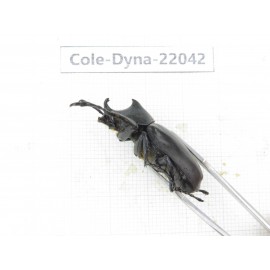 Xylotrupes gideon. China,  Yunnan, Nujiang, Fugong county. 1P. Cole-Dyna-22042.