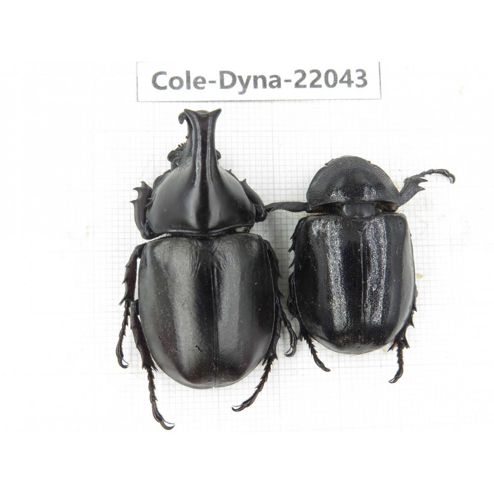 Xylotrupes gideon. China,  Yunnan, Nujiang, Fugong county. 1P. Cole-Dyna-22043.