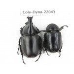Xylotrupes gideon. China,  Yunnan, Nujiang, Fugong county. 1P. Cole-Dyna-22043.