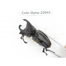 Xylotrupes gideon. China,  Yunnan, Nujiang, Fugong county. 1P. Cole-Dyna-22043.