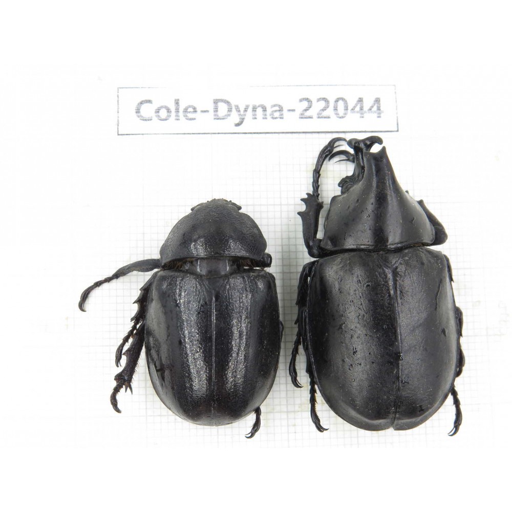Xylotrupes gideon. China,  Yunnan, Nujiang, Fugong county. 1P. Cole-Dyna-22044.