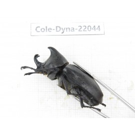 Xylotrupes gideon. China,  Yunnan, Nujiang, Fugong county. 1P. Cole-Dyna-22044.