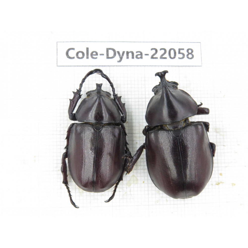 Xylotrupes gideon. China, Yunnan, Yuxi, Xinping county. 2M. Cole-Dyna-22058.