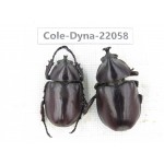 Xylotrupes gideon. China, Yunnan, Yuxi, Xinping county. 2M. Cole-Dyna-22058.
