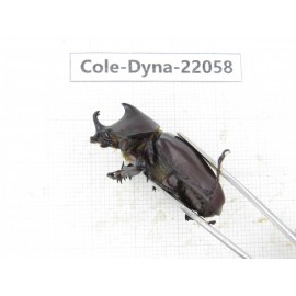 Xylotrupes gideon. China, Yunnan, Yuxi, Xinping county. 2M. Cole-Dyna-22058.