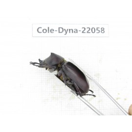 Xylotrupes gideon. China, Yunnan, Yuxi, Xinping county. 2M. Cole-Dyna-22058.