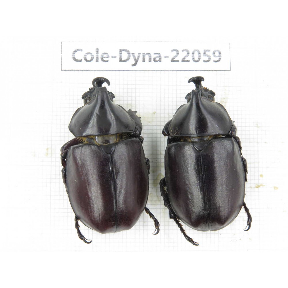 Xylotrupes gideon. China, Yunnan, Yuxi, Xinping county. 2M. Cole-Dyna-22059.