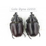 Xylotrupes gideon. China, Yunnan, Yuxi, Xinping county. 2M. Cole-Dyna-22059.