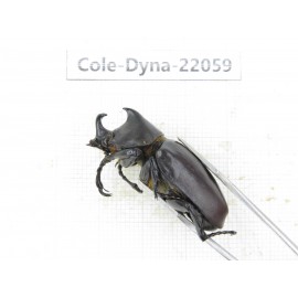 Xylotrupes gideon. China, Yunnan, Yuxi, Xinping county. 2M. Cole-Dyna-22059.