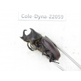 Xylotrupes gideon. China, Yunnan, Yuxi, Xinping county. 2M. Cole-Dyna-22059.