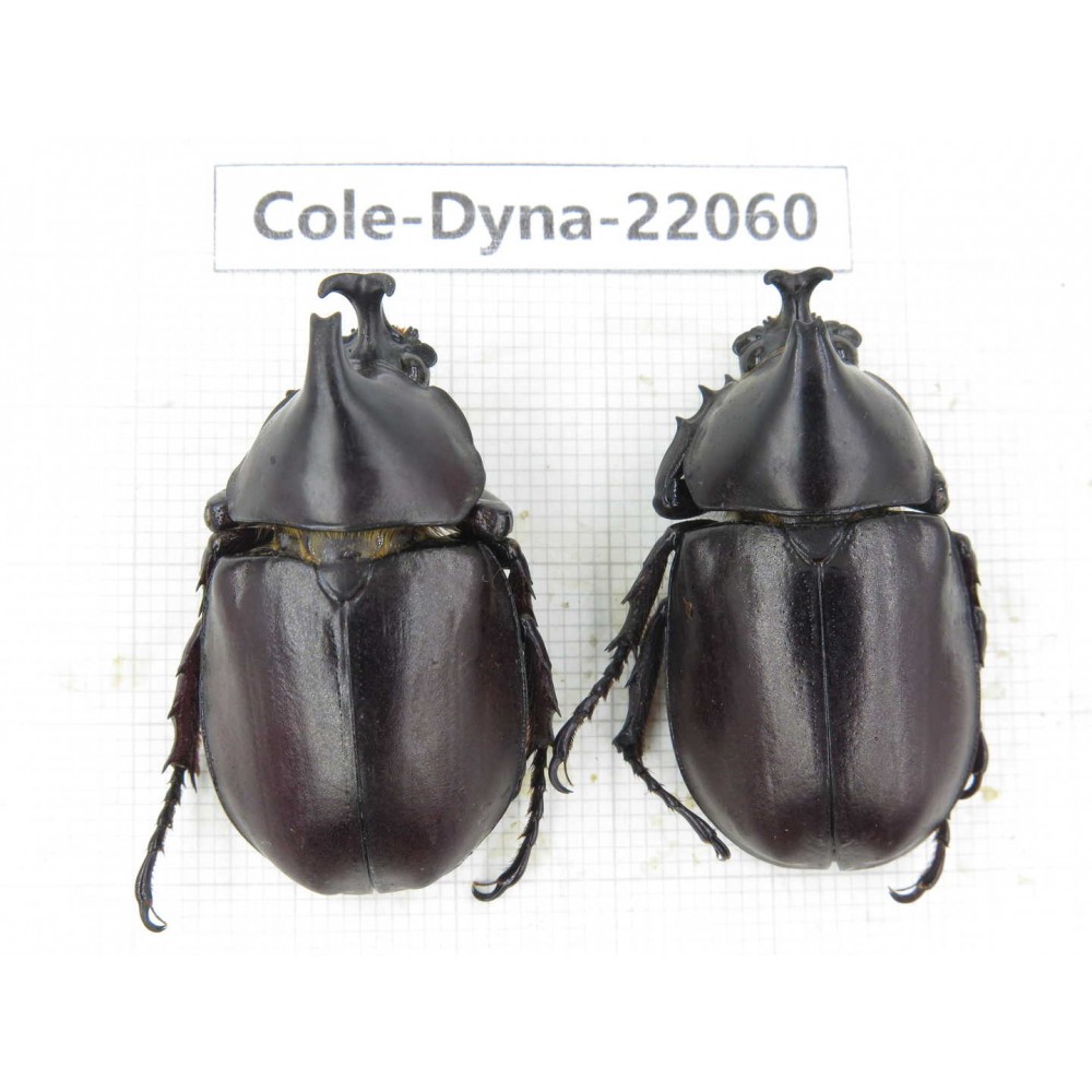 Xylotrupes gideon. China, Yunnan, Yuxi, Xinping county. 2M. Cole-Dyna-22060.