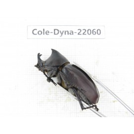 Xylotrupes gideon. China, Yunnan, Yuxi, Xinping county. 2M. Cole-Dyna-22060.